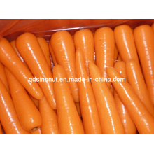 Nouvelle récolte de carottes fraiches